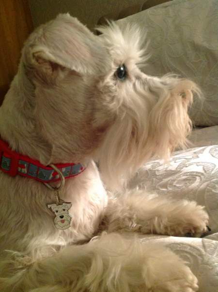 schnauzer white jana.jpg